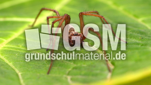 Winkelhausspinne (2).jpg